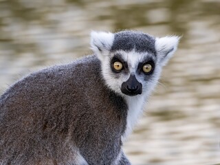 Famous Madagascar Maki lemur, Ring tailed lemur. Wildlife photography. Flowing river background. Black and white color with orange eyes