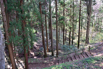 【神奈川県】春の津久井湖城山公園  森の中の遊歩道