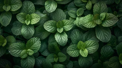 Fototapeten Top view nature background with spearmint herbs. Green mint leaf pattern layout design. Ecology natural creative concept. © Zaleman