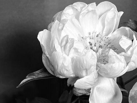 A close-up black and white photograph of peonies.