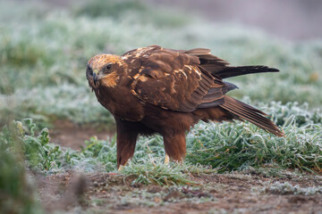 Beautiful very close portrait of a marsh harrier on the grass perched on the ground looking ahead on a day of dense fog in search of prey with vegetation on the sides in Spain, Europe