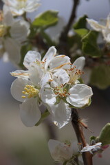 blosom collours