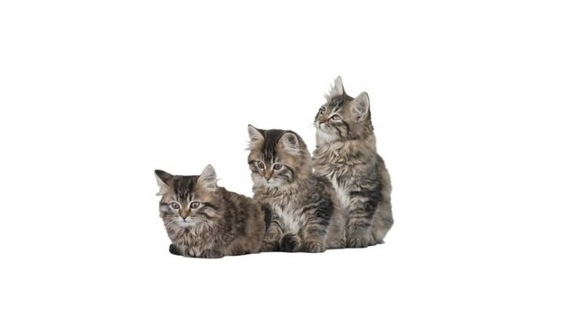 Three kittens on a white background