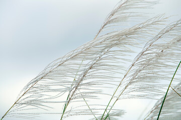 white grass flower blowing from wind blow