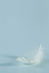 White feather on a gray background, minimalistic background.