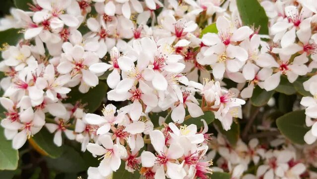 Pink blossom. Close-up of a flowering branch of small white and pink flowers. Beautiful blossom in spring. Big beautiful flowering tree.