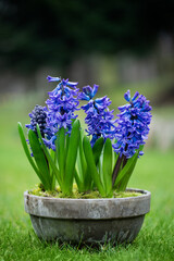 niebieski hiacynt w donicy, blue hyacinth in a pot - obrazy, fototapety, plakaty