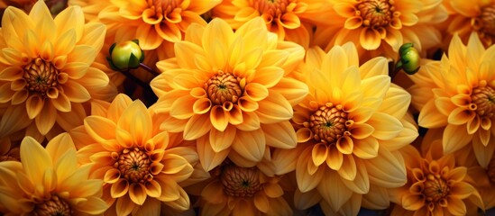 A cluster of vibrant yellow flowers, with delicate petals, is arranged neatly on a table. The colorful display showcases the beauty of natures blooming plants