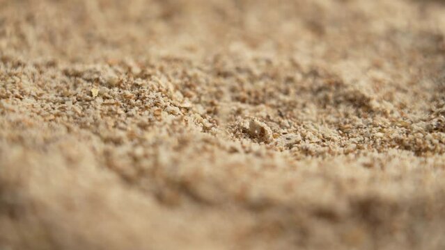 Milk Thistle powder. Silymarin supplement. Herbal remedy for liver disease. Falling dried plant particles in slow motion. Silybum marianum. Rotation. Macro