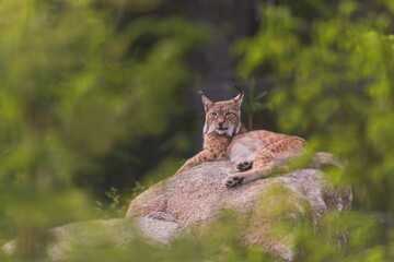 A beautiful lynx is resting on a rock. Wildlife scene from Europeanm nature. Wild cat in the nature...