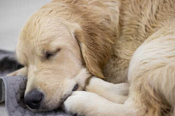 golden retriever dog sleeps sweetly on his rug