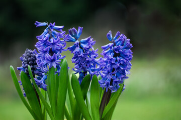 niebieski hiacynt, blue hyacinth - obrazy, fototapety, plakaty