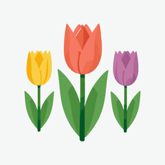 Tulip vector illustration