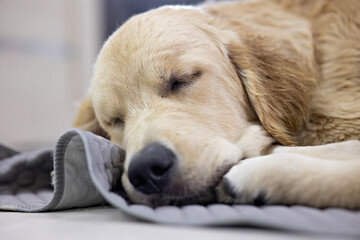 golden retriever dog sleeps sweetly on his rug