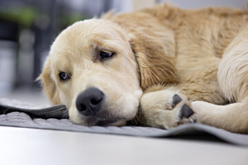 Naklejka na ściany i meble golden retriever dog sleeps sweetly on his rug