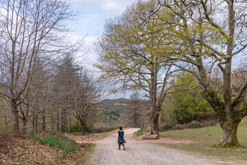 Obraz premium Hiker walking under majestic trees