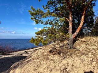 pine tree on the beach