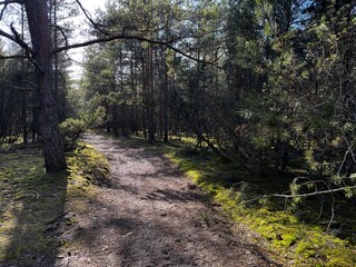 footpath in the woods