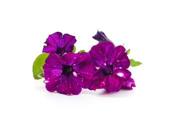 Purple petunia flowers.