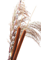 Reeds with bulrush. - obrazy, fototapety, plakaty