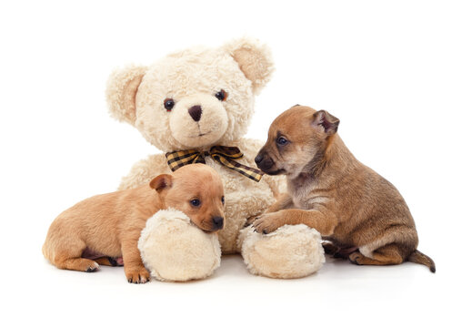 Two small puppies near a toy bear.