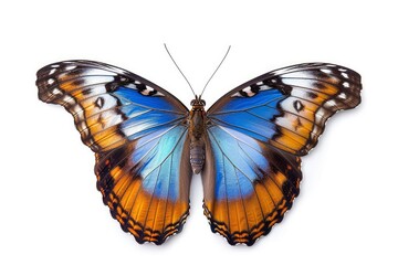 Beautiful tropical Morpho butterfly with wings spread and isolated on white background, close-up macro, technology, Generative AI 