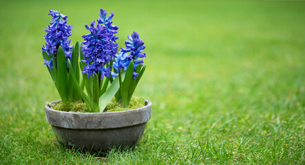 niebieski hiacynt w donicy, blue hyacinth in a pot - obrazy, fototapety, plakaty