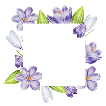 Watercolor frame, template, with purple and white blooming crocus flowers isolated on white background. Spring and easter template, botanical hand painted saffron illustration. For designers, wedding