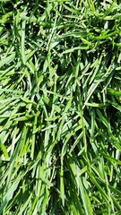 green grass background