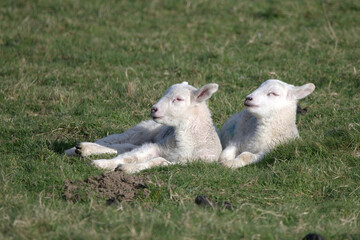 Spring Lambs