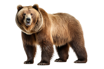 Large Brown Bear Standing Next to White Background. On a Clear PNG or White Background.