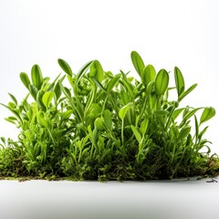 Fototapeta na wymiar fresh spring green grass