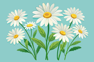 daisy-flowers--transparent-background-vector