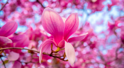 Blossom magnolia flower. Magnolia flowers. Spring background.