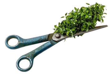 Pair of Scissors With Plant Growing Out. On a Clear PNG or White Background.