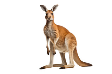 Kangaroo Standing on Hind Legs. On a Clear PNG or White Background.