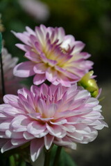 Madrid, Espagne, 18 juillet 2015 : 2 Dahlias violette dans le Jardin Botanique Royal de Madrid