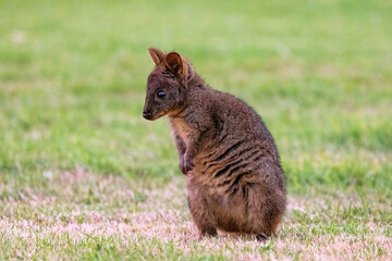 Tasmanian Pademelon, Thylogale billardierii, also known as the rufous-bellied pademelon or red-bellied pademelon. A marsupial relative of wallabies and kangeroos and found in Tasmania. - 766980039