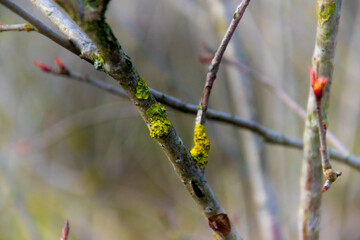 Green moss on the branch of a shrub. In the background, developing buds of chokeberries. Blurred background
