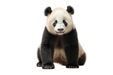 Black and White Panda Bear Sitting Down. On a Clear PNG or White Background.
