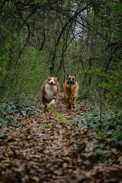 Atmospheric energetic photo of a pets in motion in nature. Two shepherds Australian and German is actively running forward on trail in spring green forest. A charming dogs on walk in park.