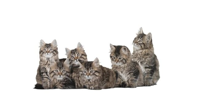 A set of kittens on a white background