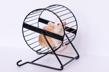 domestic mouse in running wheel