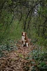 Atmospheric photo of a pet in nature. A beautiful brown Australian Shepherd sits and poses on a trail in a spring green forest. A charming dog on a walk in the park.