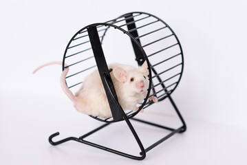 domestic mouse in running wheel