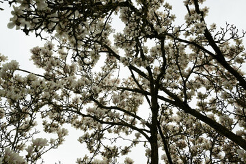 magnolie baum blüte himmel