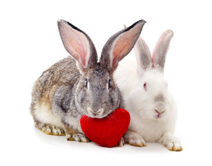 Gray and white rabbit with a toy heart.