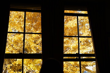 窓の外の紅葉　黄色の銀杏の葉