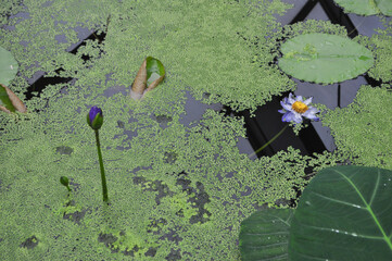 water lily plant scient. name Nymphaea - 766984099
