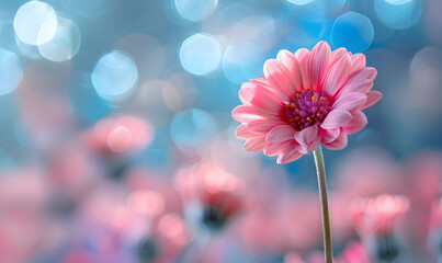 Single vibrant pink daisy with soft bokeh background in a dreamy setting